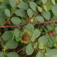 Phyllanthus retusus Dennst.